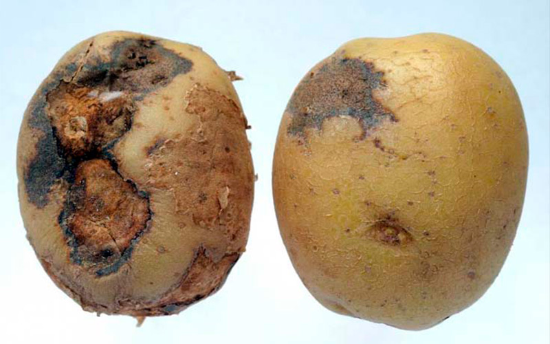 Гниет картошка в погребе: что делать, если картошка при хранении в подвале или после уборки загнивает, покрывается белой плесенью, почему это происходит