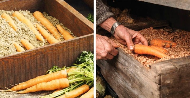 Секреты, которые помогут правильно хранить морковь в холодильнике так, чтобы она не вяла и не портилась