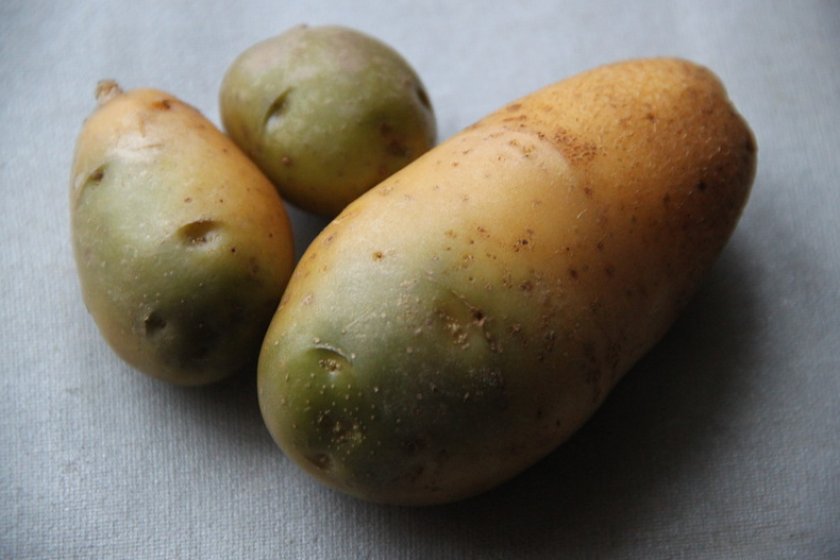 Почему картошка зеленеет: можно ли есть позеленевшую при хранении на свету, если обрезать цветную часть, чем опасно и вредно для человека употреблять в пищу,