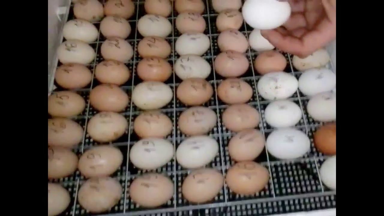 Можно ли мыть яйца перед хранением в холодильнике?
