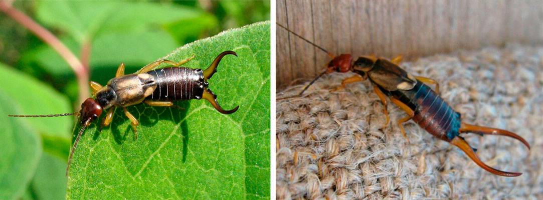 Двухвостка – что это за насекомое и как с ней бороться в домашних условиях