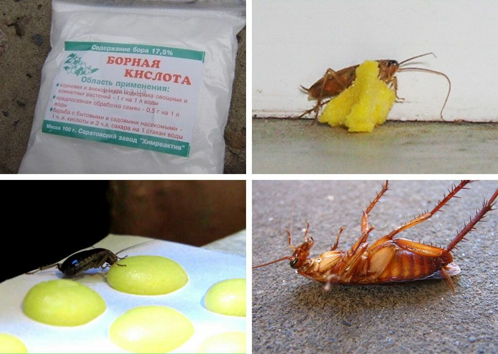 Рецепты как избавиться с помощью борной кислоты от тараканов