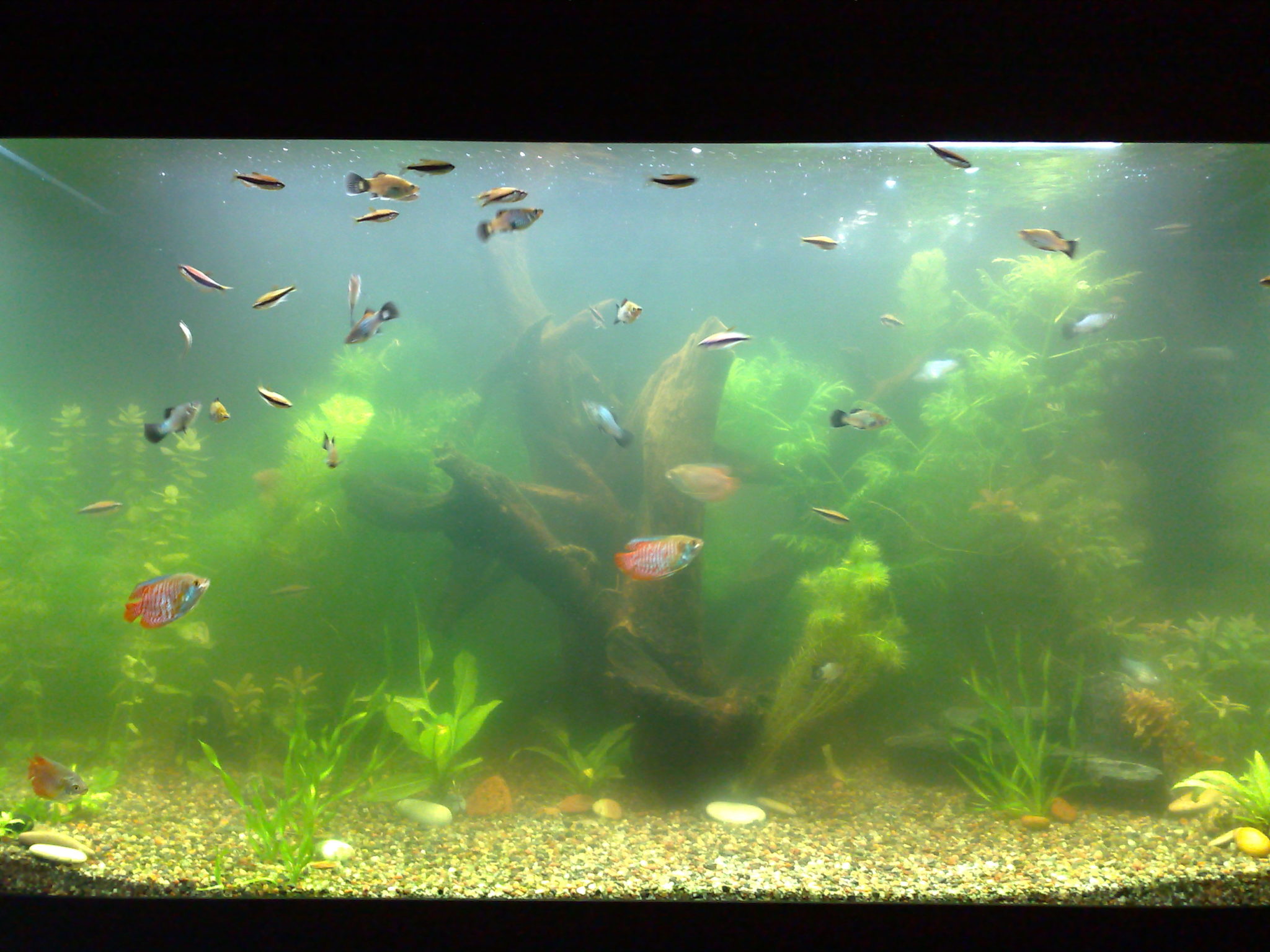 Почему воняет вода в аквариуме: причины, что делать если пахнет болотом, тухлятиной