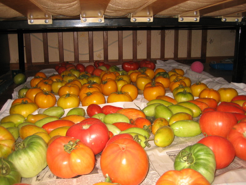 Как хранить помидоры: лучшие способы и места, как законсервировать и завялить томаты, какую тару использовать