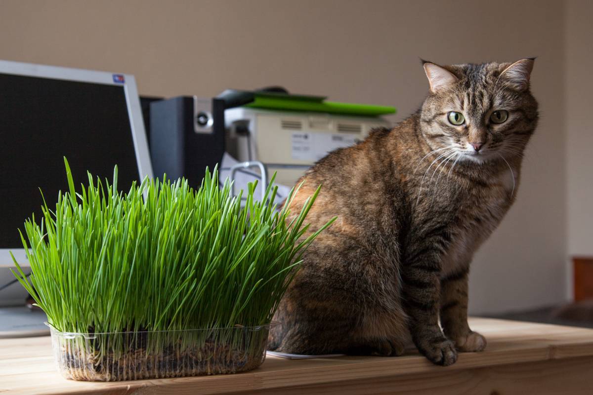 Трава для кошек: название, цена, инструкция как сажать траву с почвой и без почвы