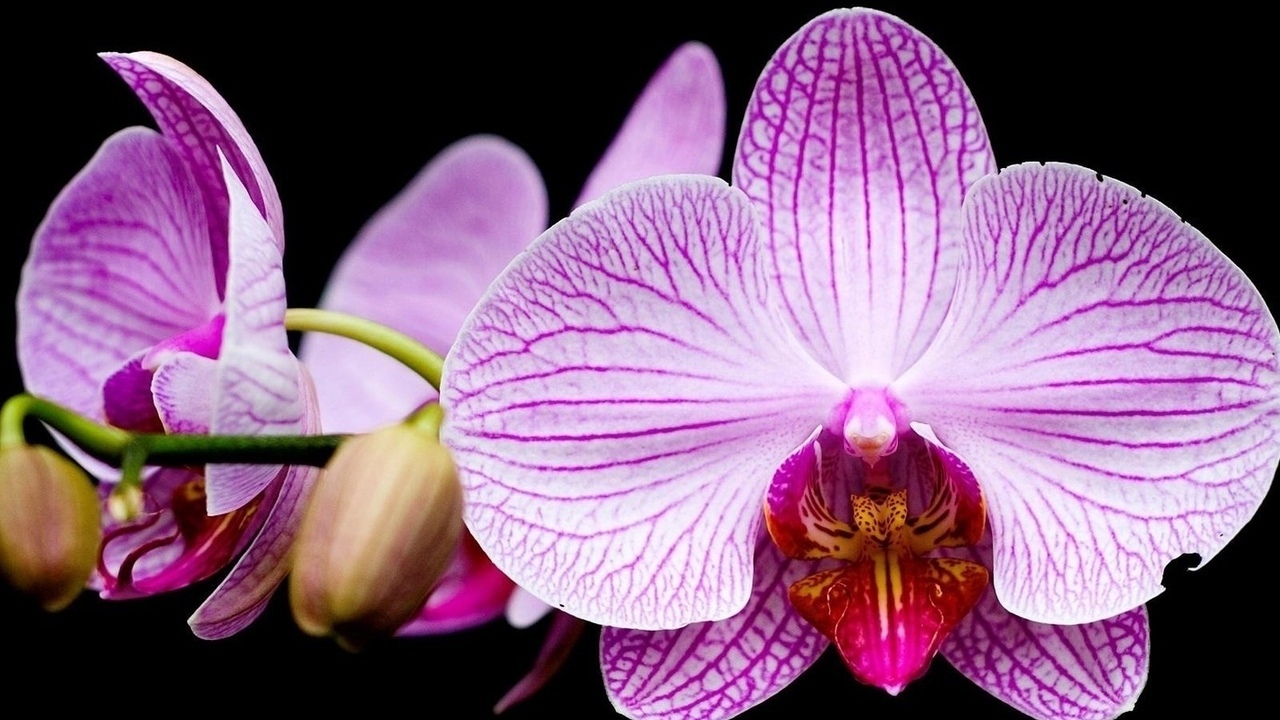 Орхидея: можно ли держать цветок дома, приметы и суеверия