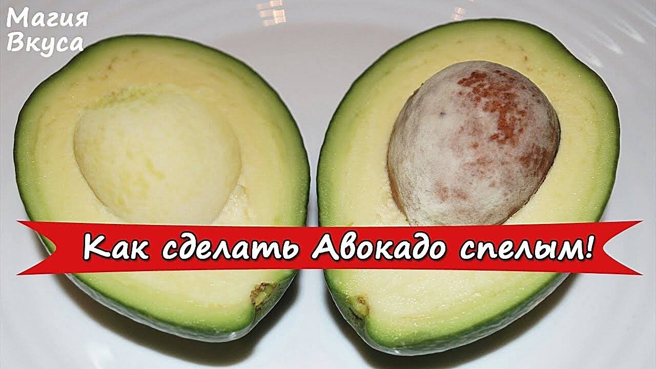 Как созреть авокадо в домашних условиях быстро. Созревший авокадо. Авокадо спелое. Поспевшее авокадо. Недозрелый авокадо.