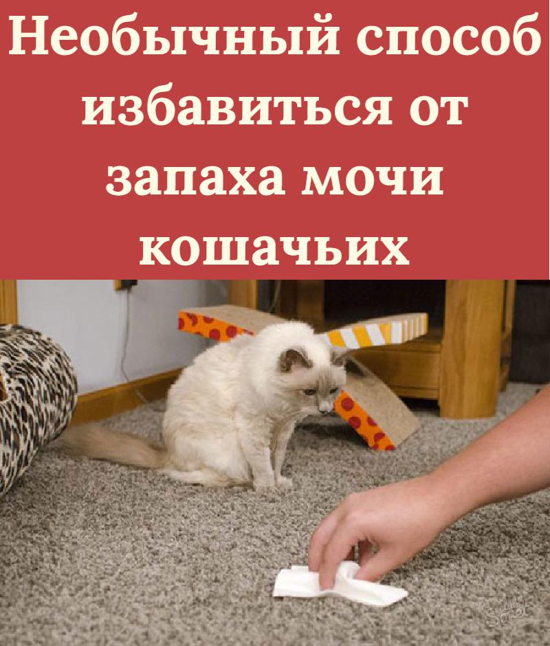 Как вывести запах кошачьей мочи с ковра, если кот написал на него