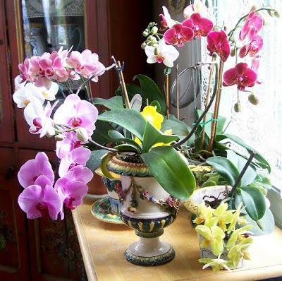 Народные приметы об орхидее: почему нельзя держать дома, к чему зацвела