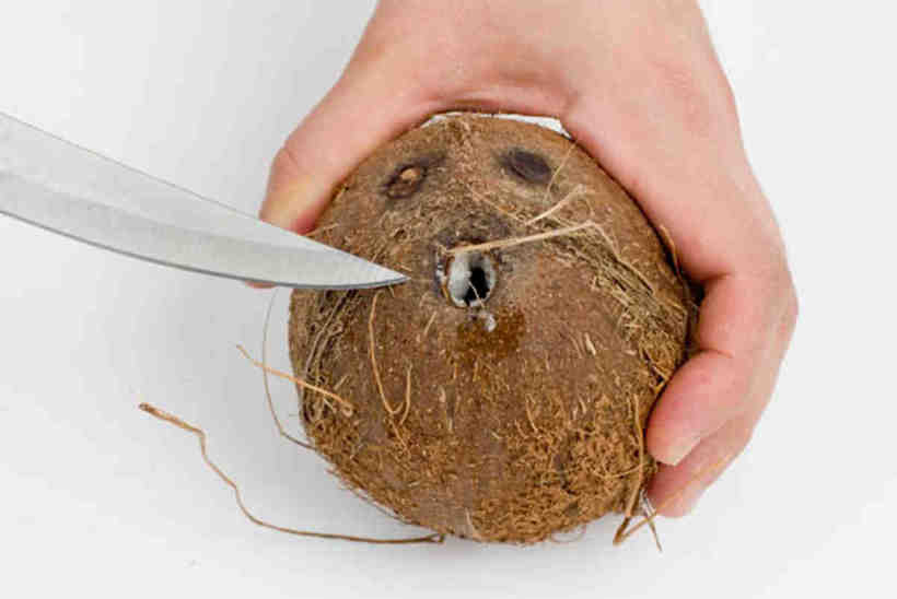 5 способов правильно и быстро очистить кокос — домашние советы