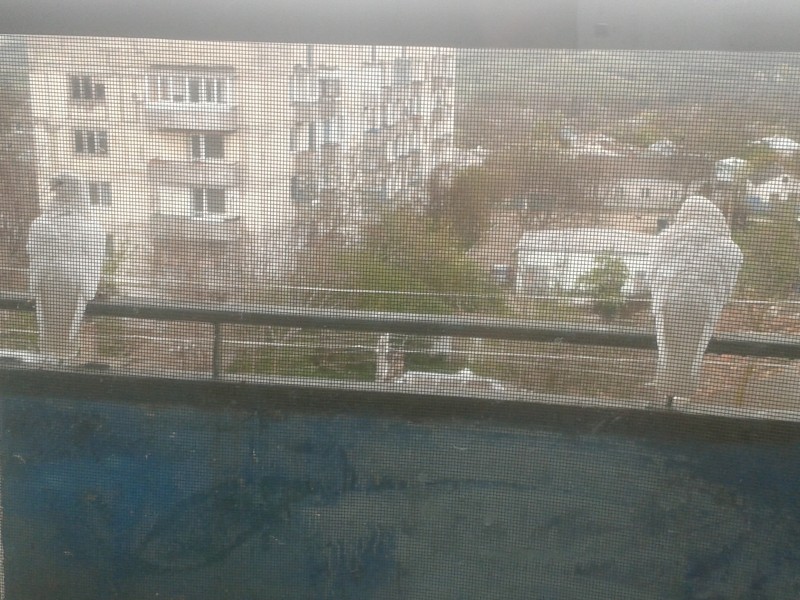ᐉ как избавиться от голубей на балконе: проверенные средства - zooon.ru