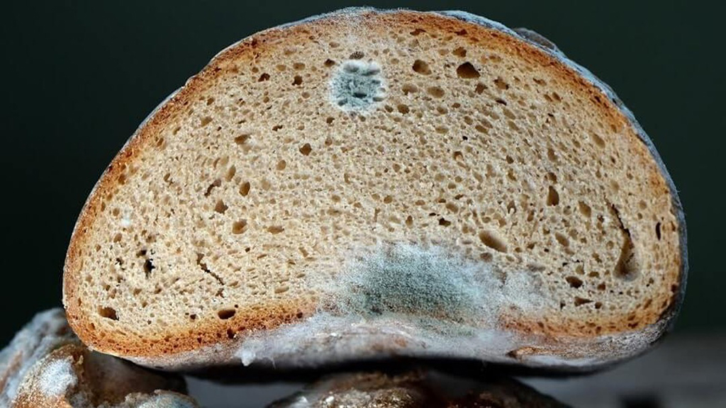 Почему нельзя кормить птиц хлебом: доброта людей убивает тысячи пернатых - досуг