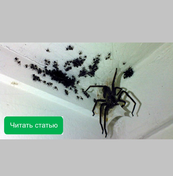 Откуда появляются пауки в доме Как избавиться от пауков народными средствами в квартире, частном доме, машине, гараже, в подвале или на балконе