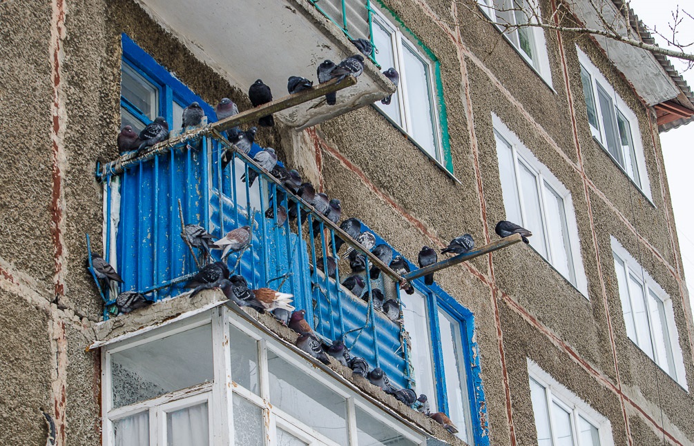 6 способов избавления от голубей на балконе навсегда