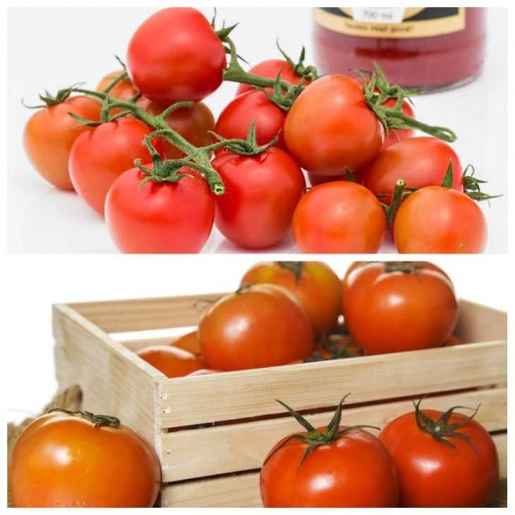 Как хранить спелые помидоры