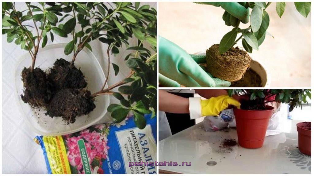 Как пересадить комнатный цветок Азалии после покупки, как правильно ухаживать и поливать Что делать, если Азалия засохла и как правильно размножить растение в домашних условиях