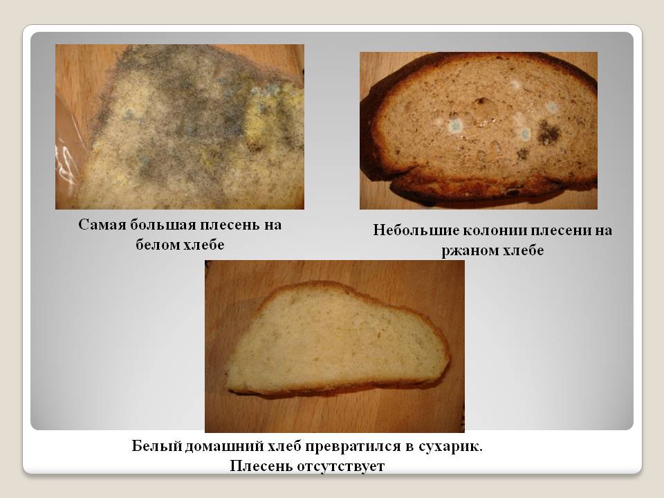 Что будет, если съесть хлеб с плесенью – отравление плесенью