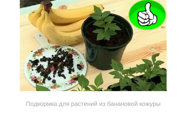 Банановая кожура как удобрение для комнатных растений: свойства и применение
