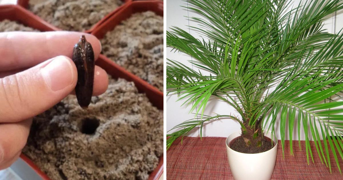 Финиковая пальма – выращивание в домашних условиях. полив, освещение, подкормки