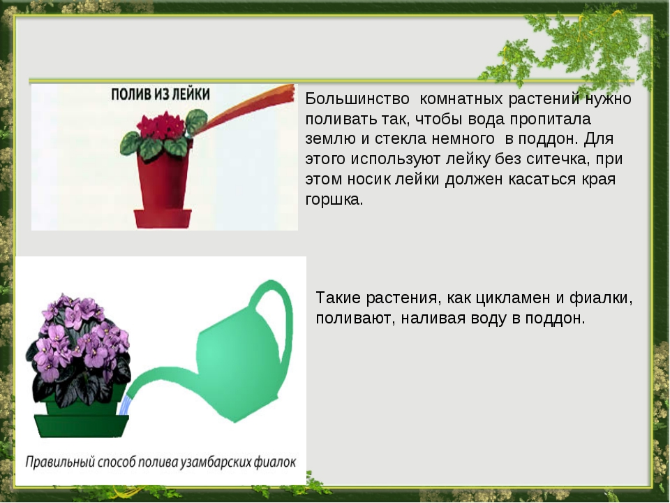 Как поливать гиппеаструм: как правильно увлажнять растение во время цветения, а также летом или зимой, какую использовать воду, какие есть способы орошения?