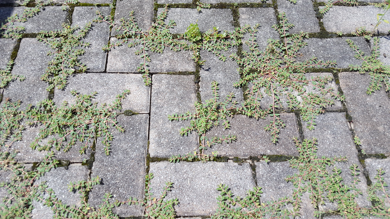 Очистка тротуарной плитки от сорняков и мха