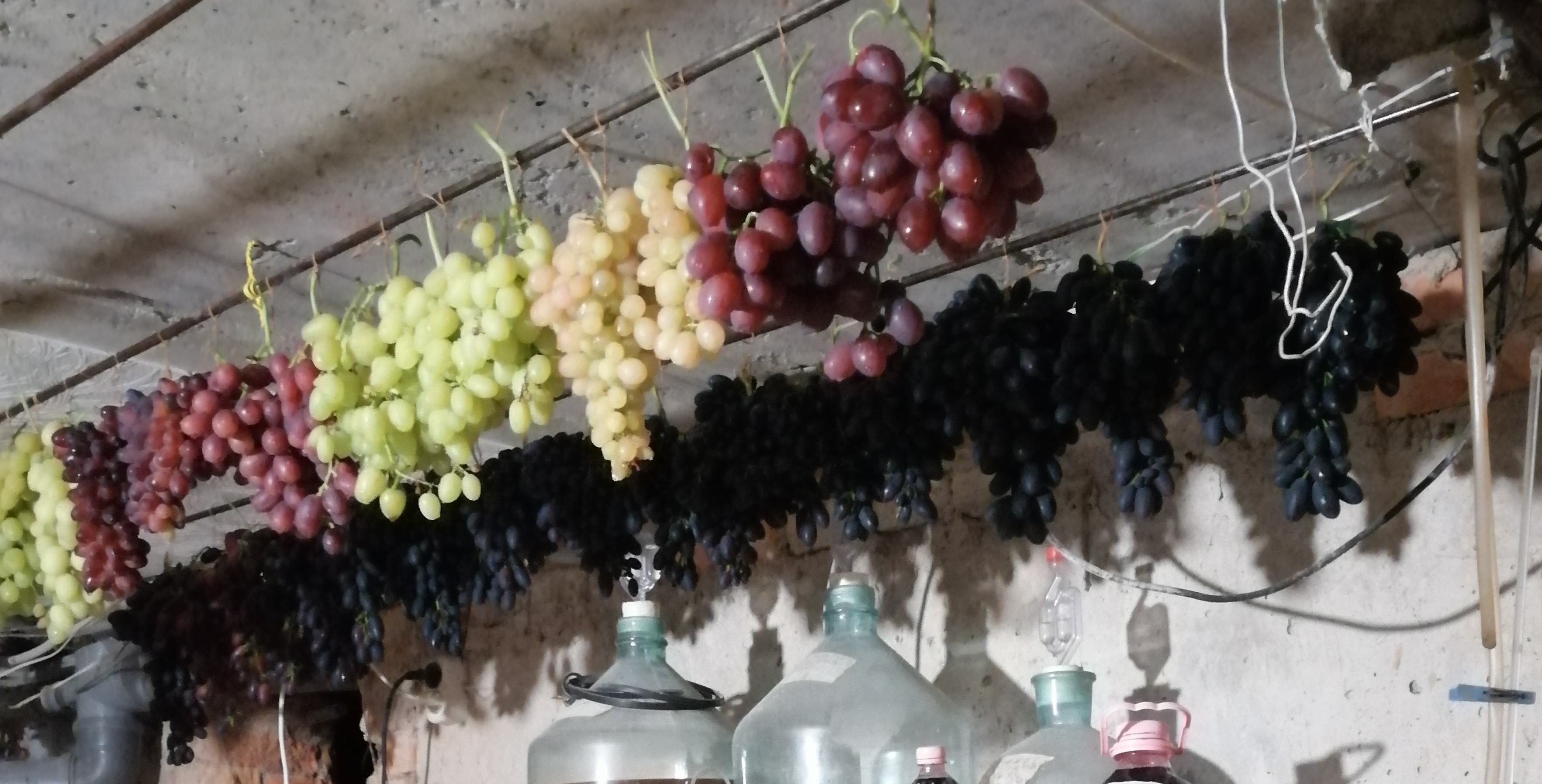 Как правильно хранить виноград в домашних условиях: в холодильнике или при комнатной температуре