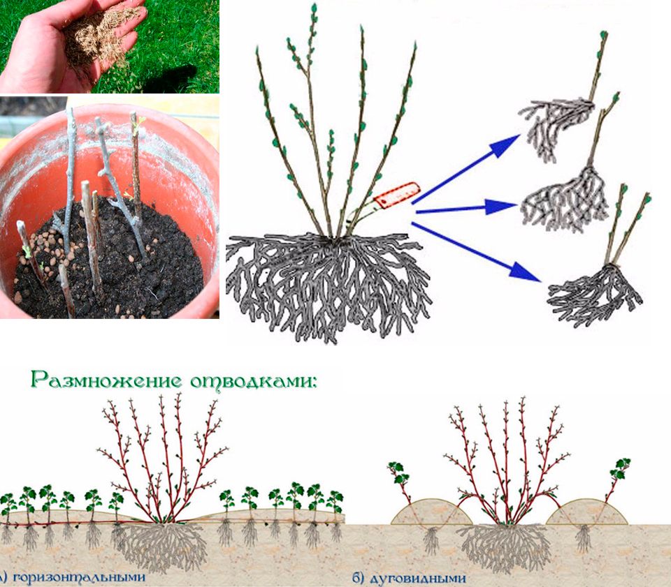 Выращивание бамбука в воде в домашних условиях, уход, размножение, болезни