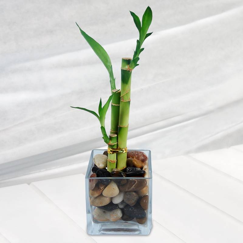 Комнатное растения бамбук: уход в домашних условиях, как размножается цветок, вырастает в вазе, горшке дома, фото, видео