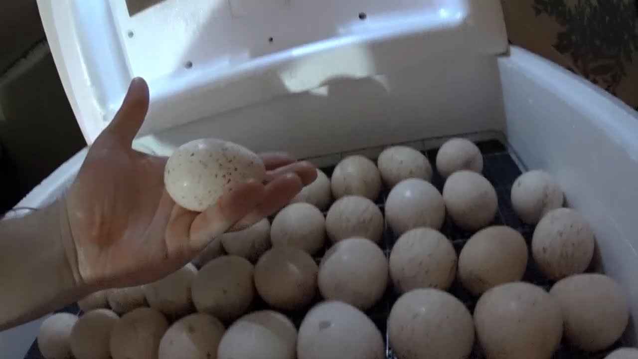 Почему нельзя мыть яйца перед хранением: когда можно мыть