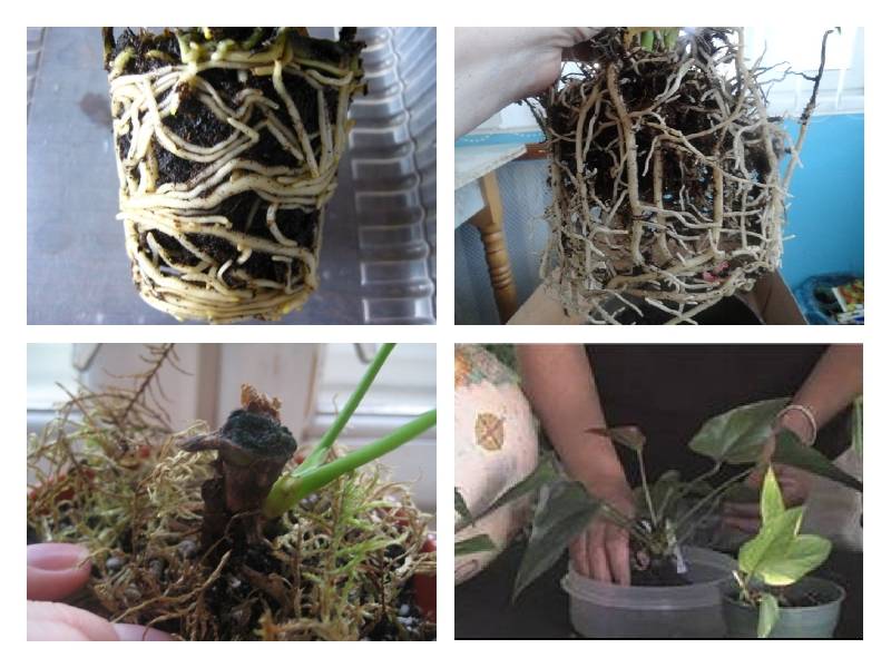 Антуриум (anthurium): виды и сорта, посадка и уход в домашних условиях, размножение, пересадка | (фото & видео)