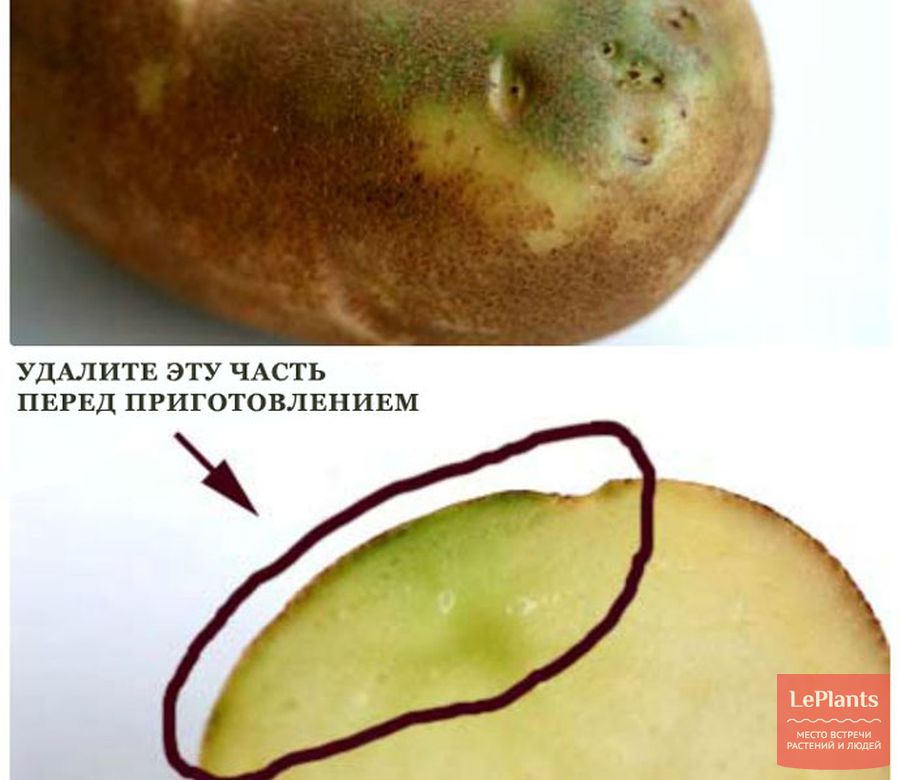 Можно ли есть зеленую картошку и чем опасен для здоровья зеленый картофель