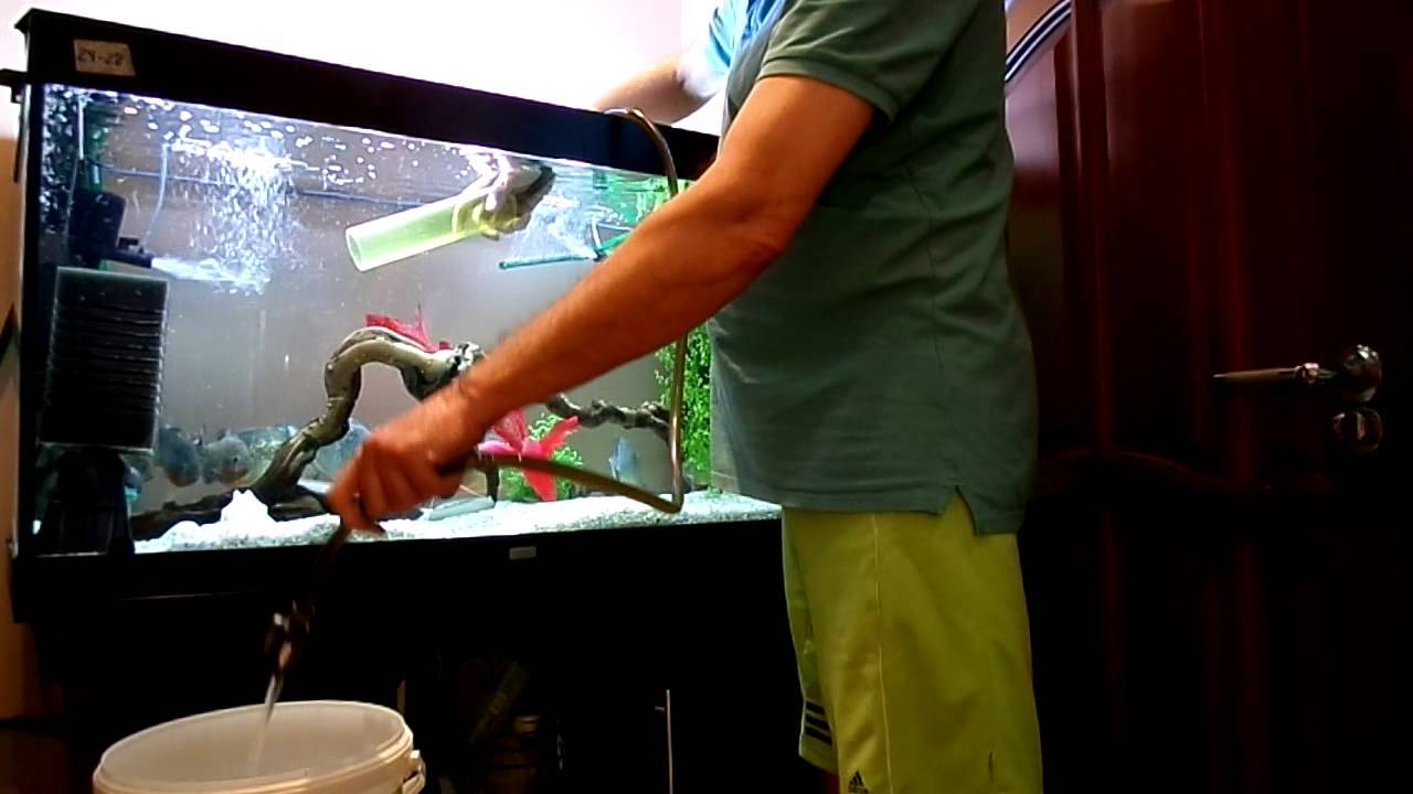 Полная чистка аквариума: как почистить зелень в аквариуме и заменить воду в домашних условиях, улитка для уборки