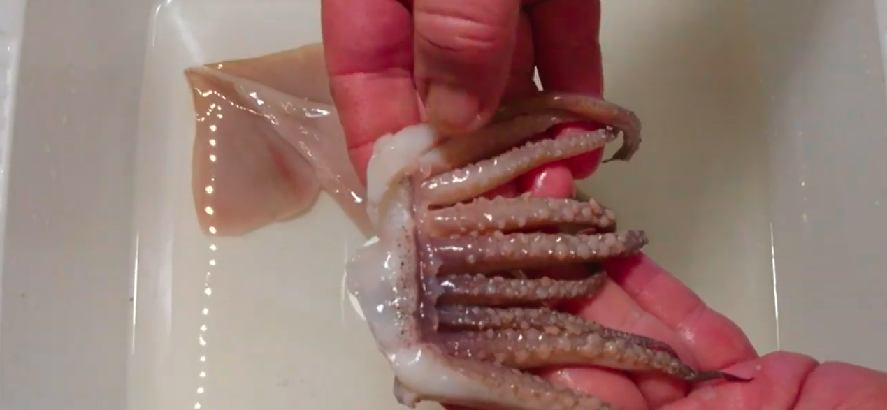 Как правильно чистить кальмары – пошаговая инструкция