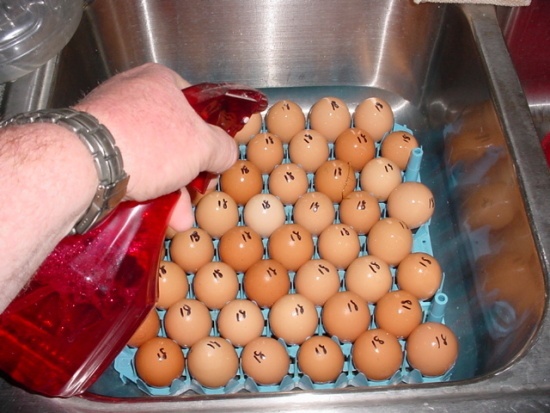 Как хранить яйца: где и как это делать дольше в домашних условиях, что длать с сырыми по санпину, можно ли мыть куриные перед хранением и почему нельзя, какие ёмкости для обработки существуют? selo.gu