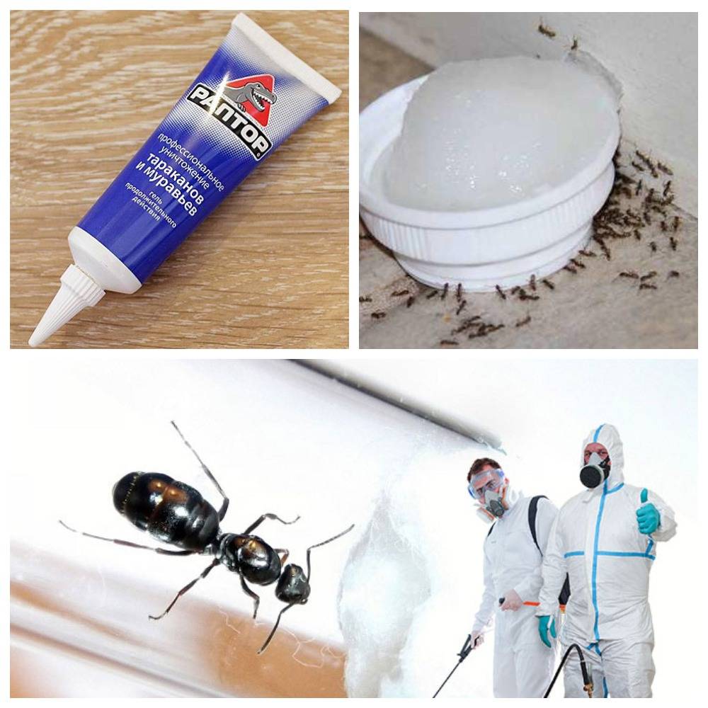 Как избавиться от домашних рыжих муравьев в квартире или дома с помощью специальных препаратов