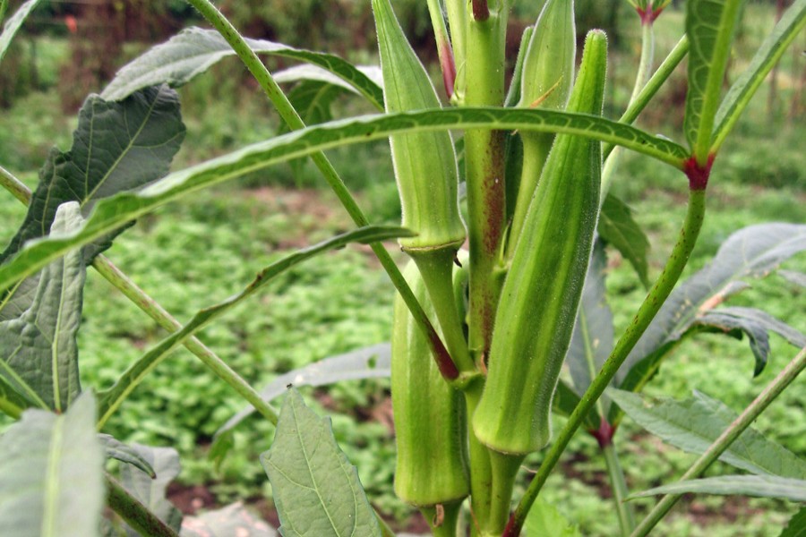 Бамия — что это за овощ, описание и особенности, как выращивать и применять в кулинарии