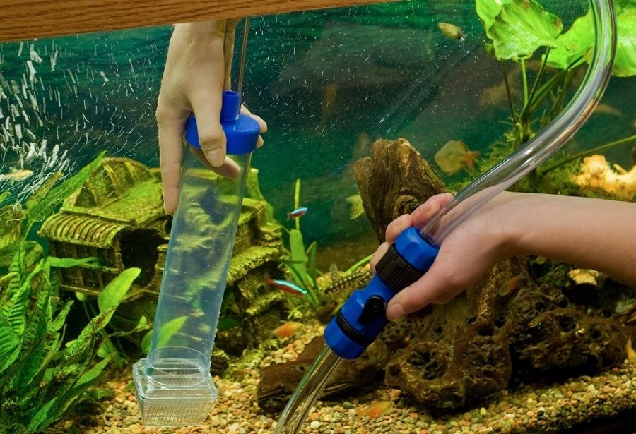 Как поменять воду в аквариуме: пошаговые инструкции и советы!