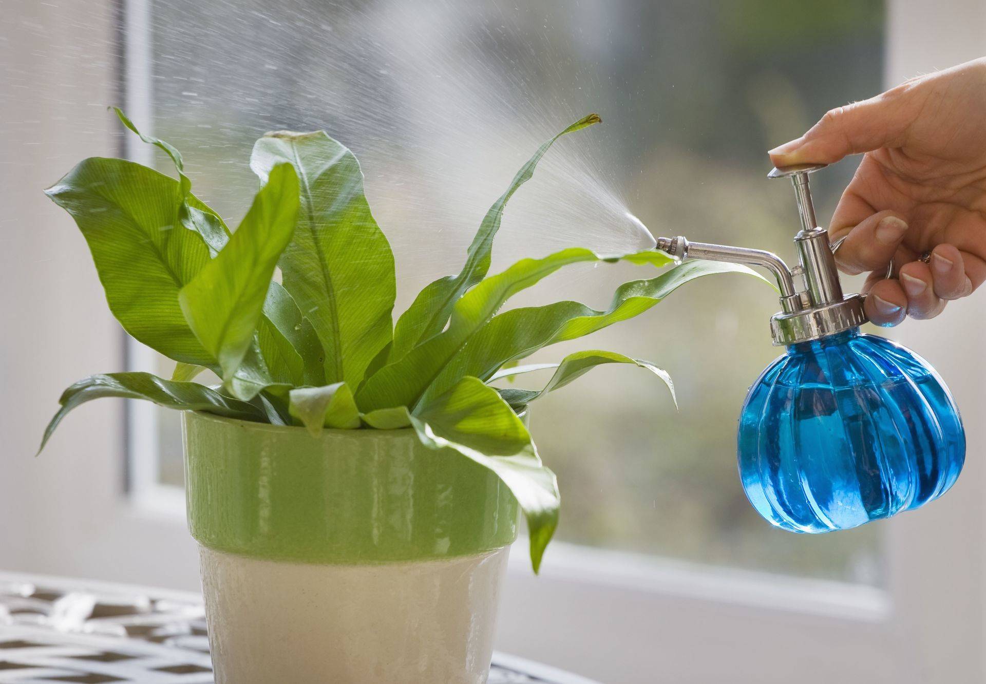 Правила полива комнатных растений, как часто поливать