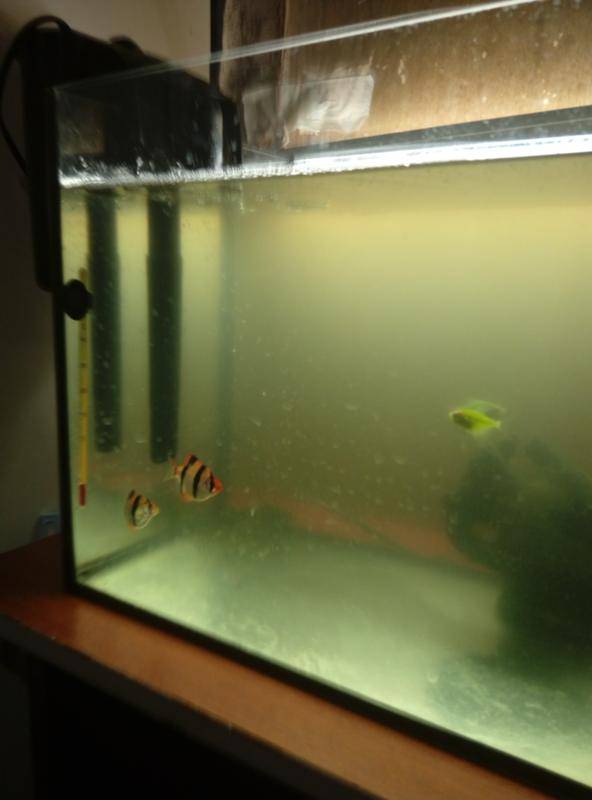 Почему пахнет вода в аквариуме что делать. плохой запах из аквариума