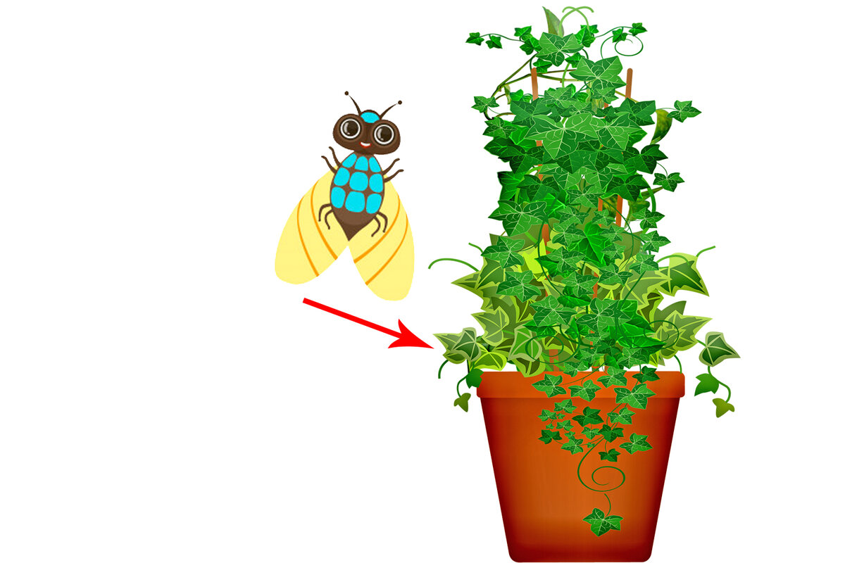 Как избавиться от мошек в цветах комнатных растений, чем выводить, средства от мушек?