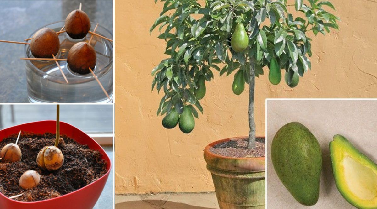 Сколько хранится авокадо в холодильнике в различном виде