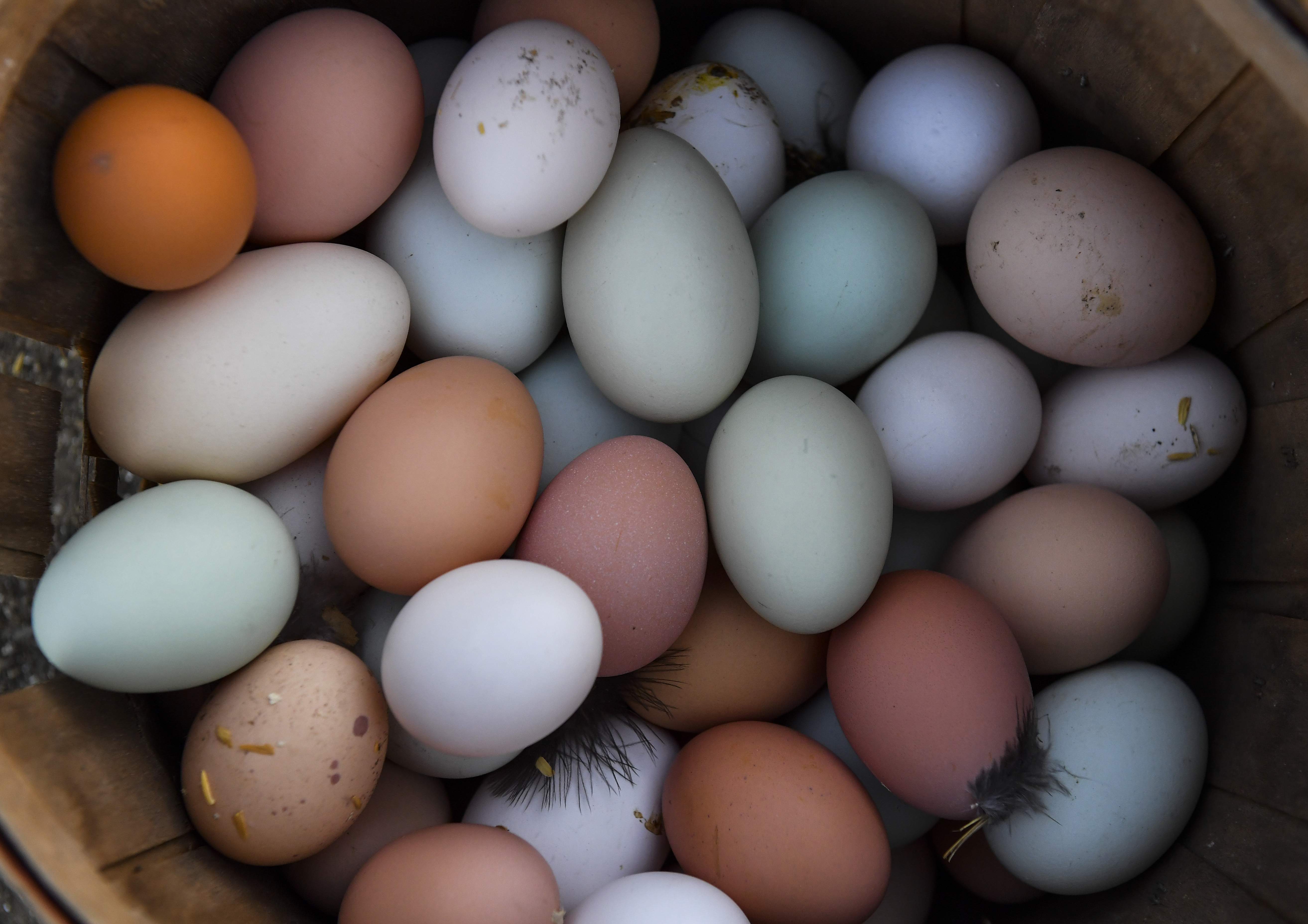 Почему одни яйца белые, а другие коричневые: причина