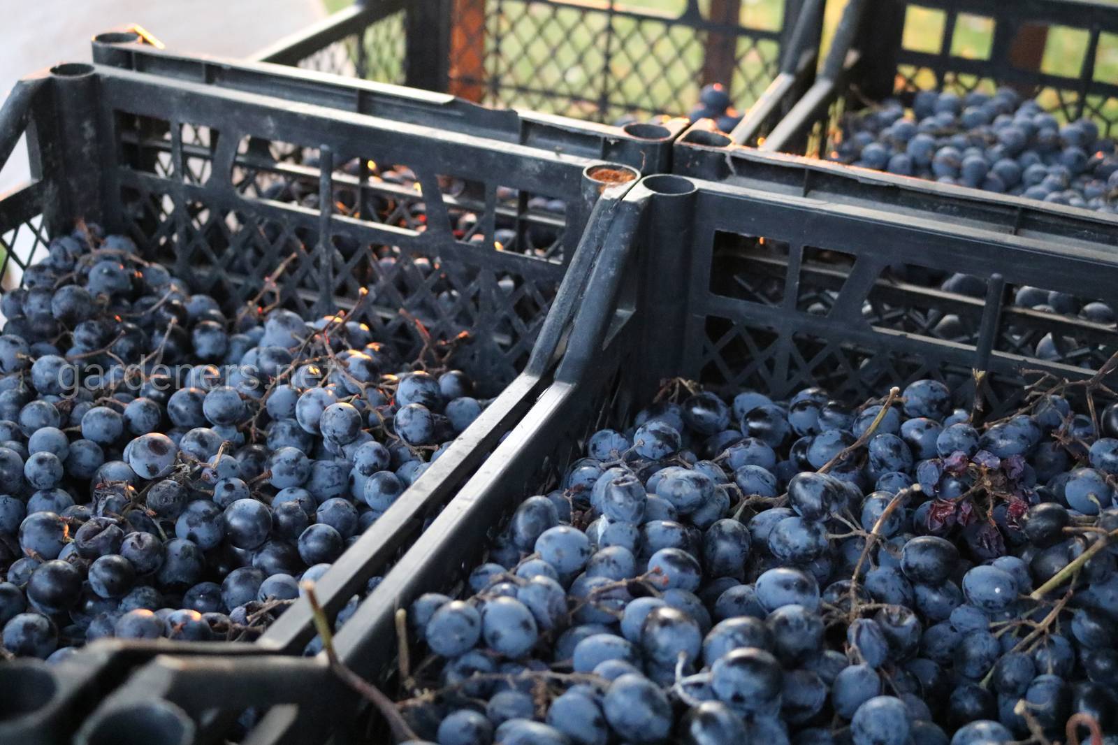 Как хранить виноград в домашних условиях