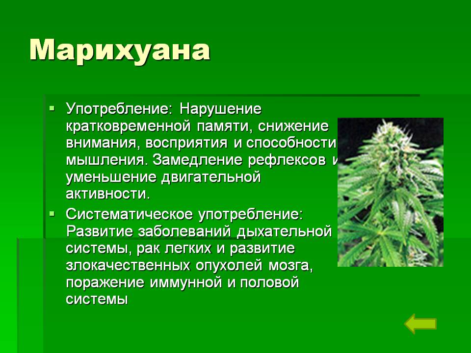 марихуана вред организму