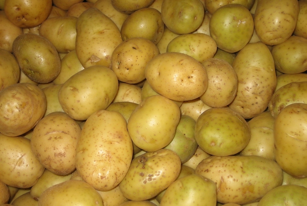 ᐉ соланин в картофеле – можно ли есть позеленевшую картошку - roza-zanoza.ru