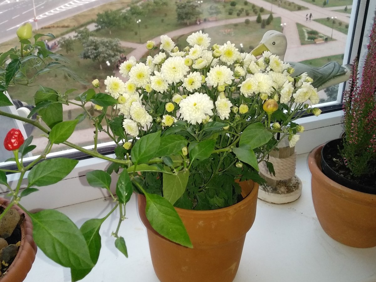 Шаровидные хризантемы, как сохранить зимой прекрасный цветок?