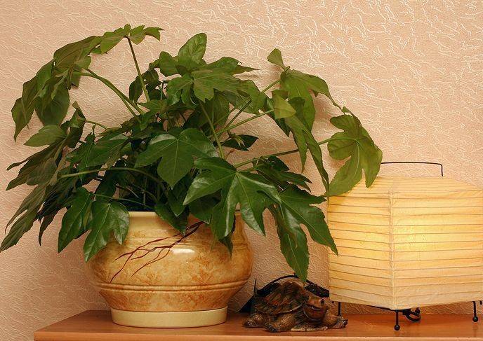 Циссус — самая быстрорастущая комнатная лиана. уход в домашних условиях. фото — ботаничка.ru