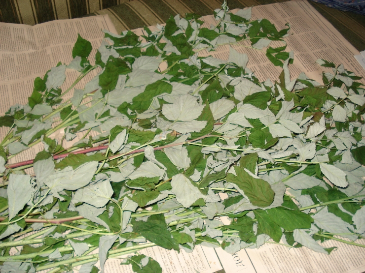 Сбор и ферментирование листьев смородины на зиму