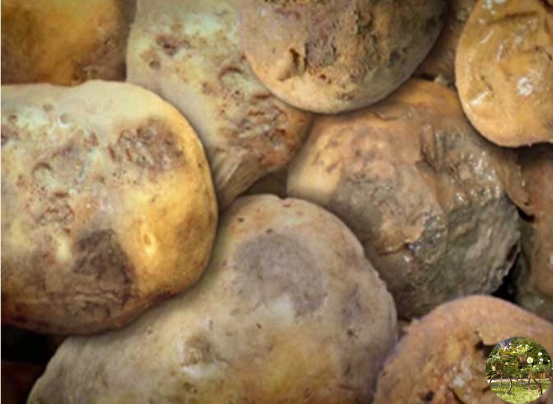 Очистка погреба с картошкой от плесени - правила хранения
