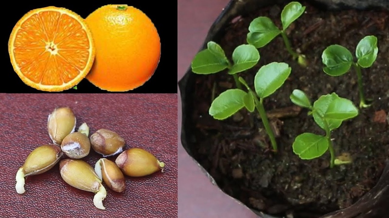 Правила выращивания мандарина из косточки в домашних условиях
